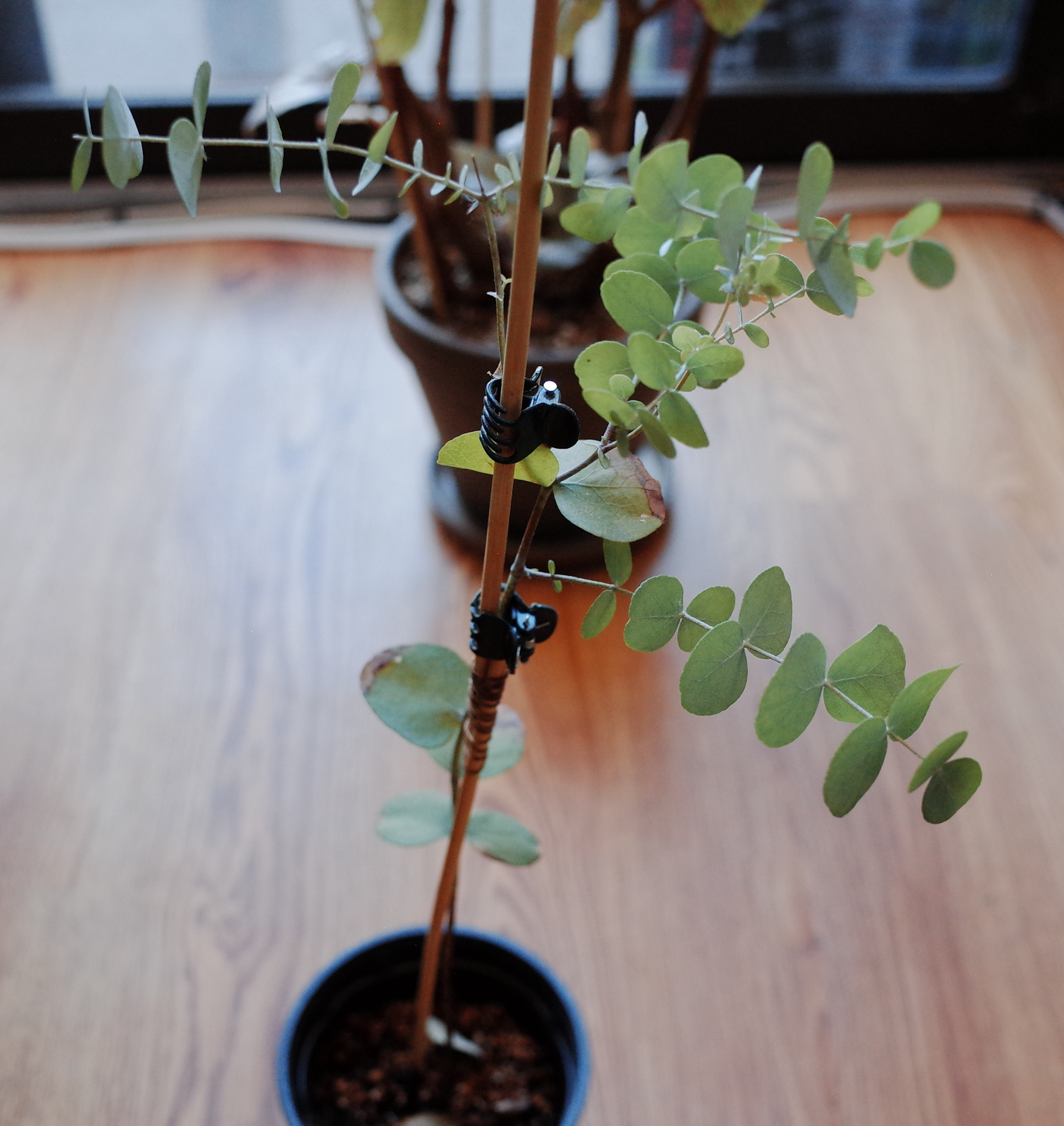 Eucalyptus 'Baby Blue'